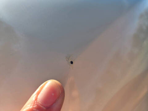 1984 Cadillac Seville