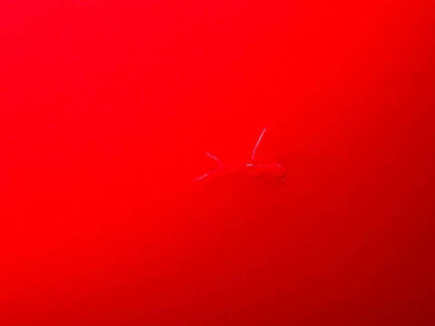 1972 Volkswagen Super Beetle