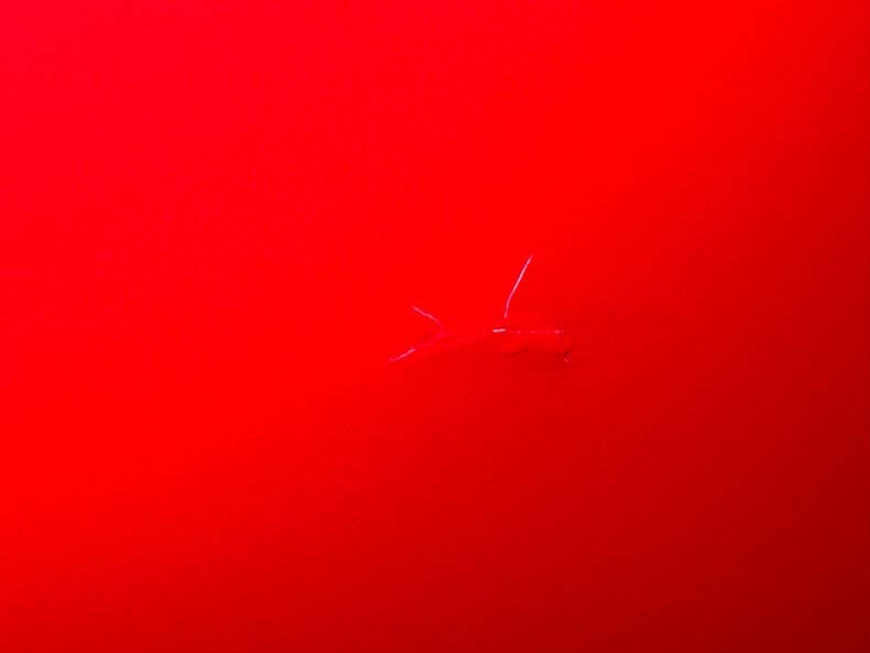 1972 Volkswagen Super Beetle