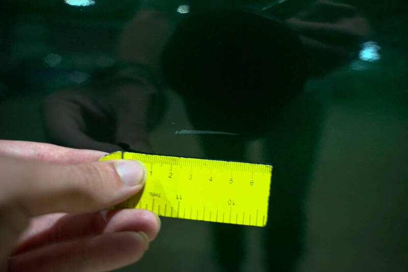 1966 GMC Series 1000