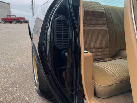 1981 Pontiac Firebird Trans Am