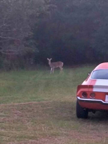 1972 Chevrolet Camaro
