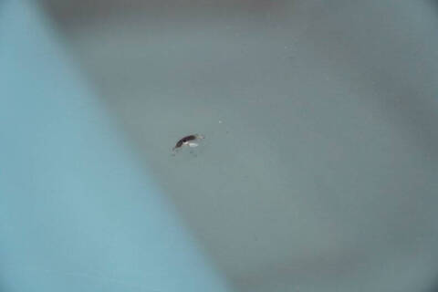 1978 Pontiac Macho Trans Am