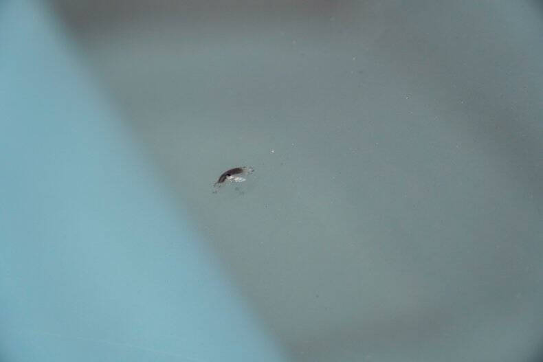 1978 Pontiac Macho Trans Am