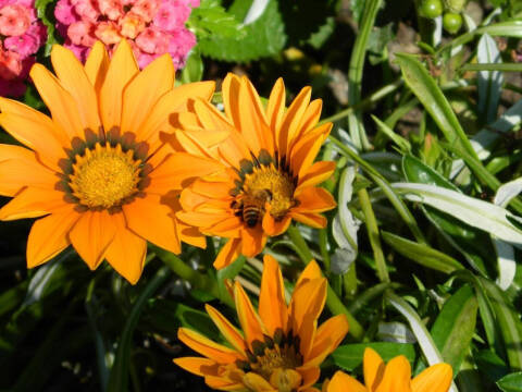 1976 Chevrolet Camaro