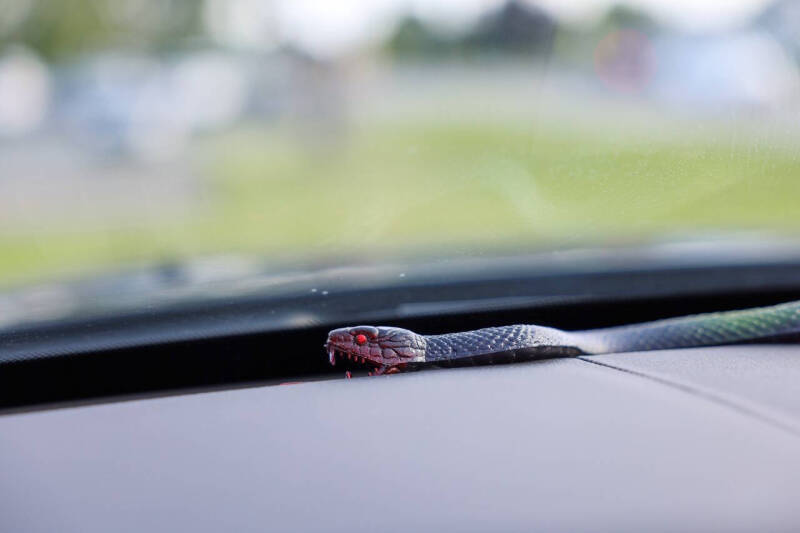 2009 Ford Shelby GT500