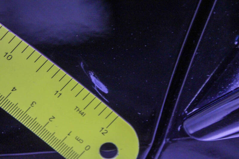 2012 Ford Mustang GT