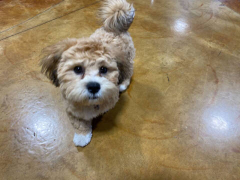 2022 Harley-Davidson Road Glide® Special