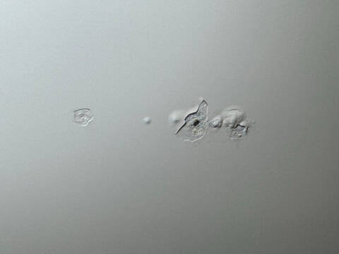 1964 Pontiac Catalina