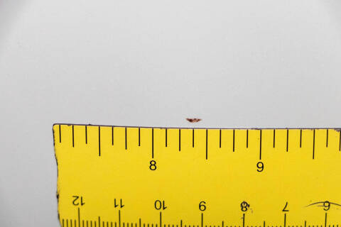 1951 Mercury Monterey