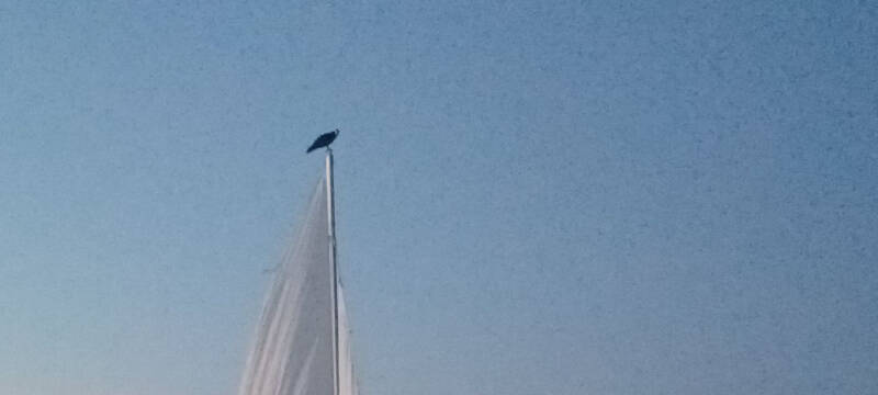 1974 coastal sailboat