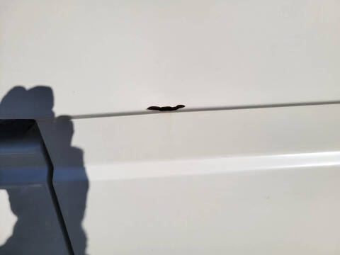 1987 Volkswagen Vanagon Camper