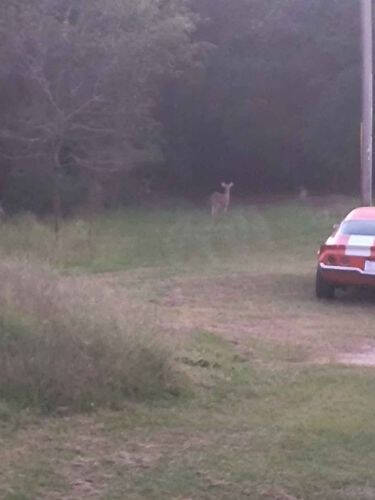 1972 Chevrolet Camaro