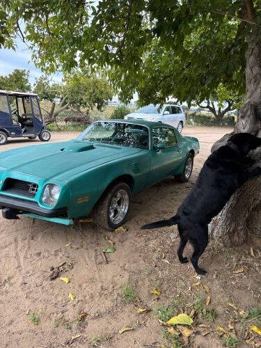 1975 Pontiac Firebird