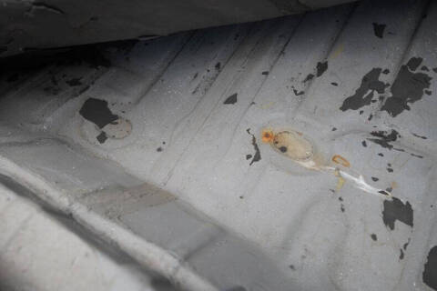 1972 Chevrolet Malibu