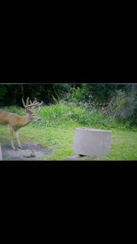 1900 BANKS DEER STANDS HUNTING BLIND