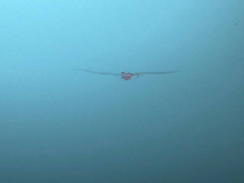 1955 Oldsmobile Eighty-Eight